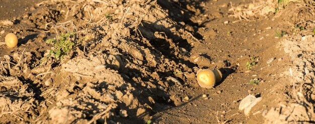 Un primer plano de una patata en un campo