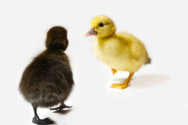 Primer plano de patito recién nacido amarillo y marrón sobre blanco