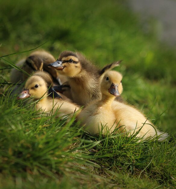 Foto primer plano de los patitos en el campo