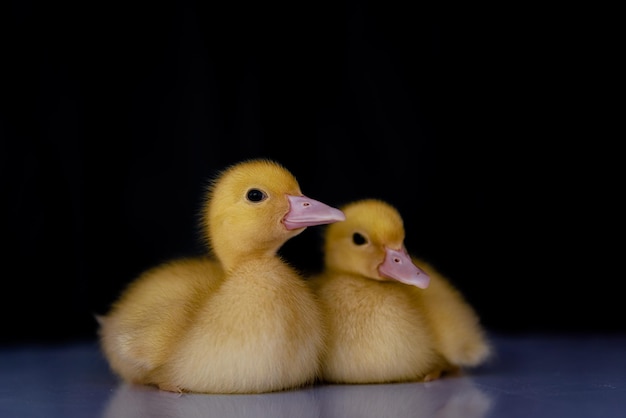 Primer plano de patitos contra un fondo negro