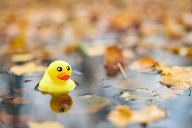 Foto primer plano de un pato amarillo flotando en el agua