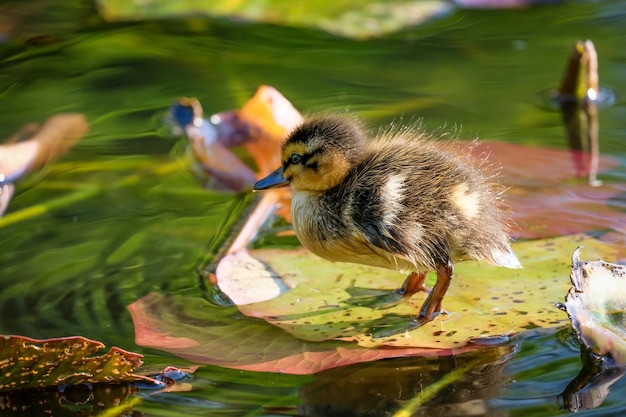 Primer plano de un pato bebé nadando en un lago