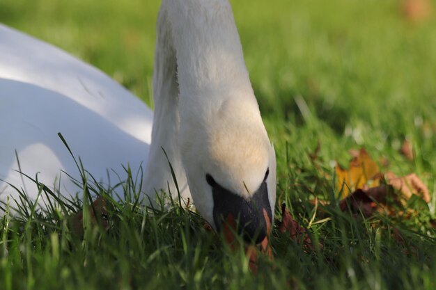 Foto primer plano de un pato blanco en el campo