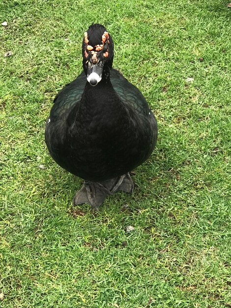 Primer plano del pato Cairina moschata domestica