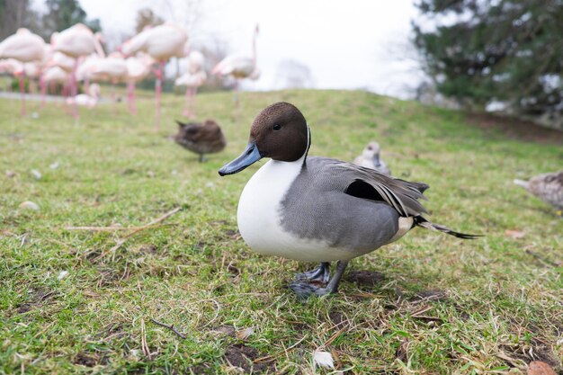 Primer plano de un pato en el campo