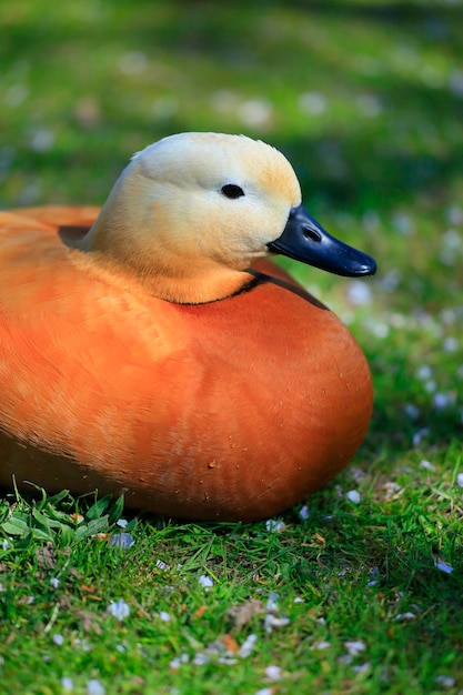 Foto primer plano de un pato en el campo