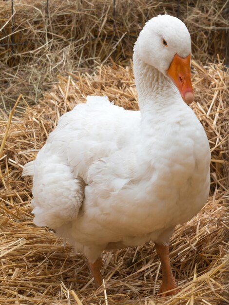 Foto primer plano de un pato en el campo