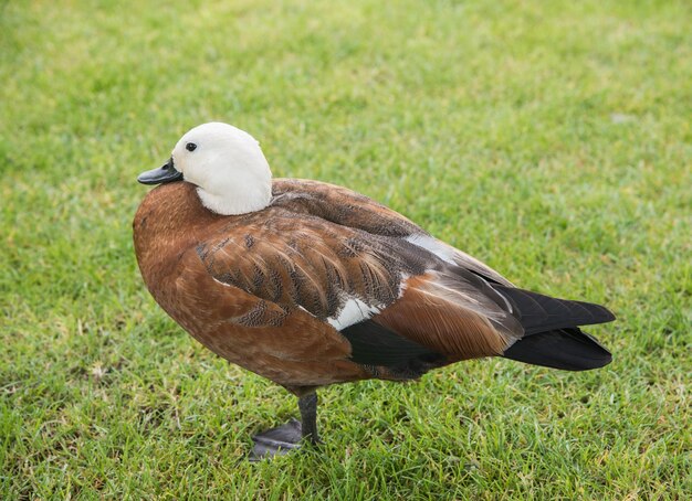 Foto primer plano de un pato en el campo