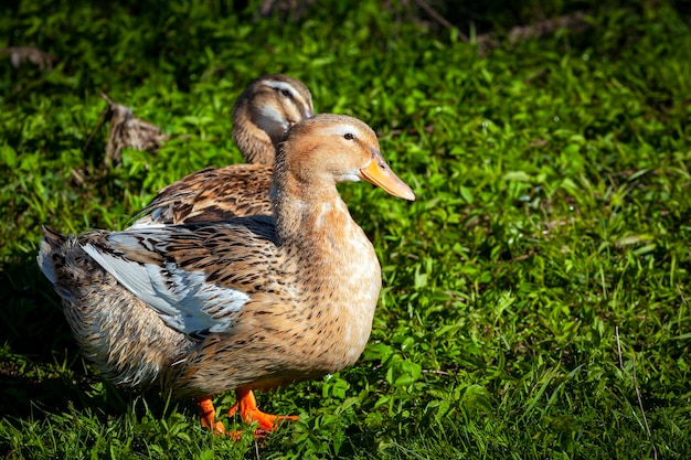 Primer plano de pato casero en un prado