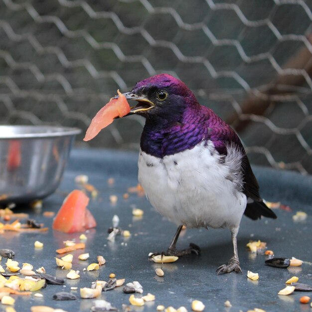 Foto primer plano de un pato comiendo comida