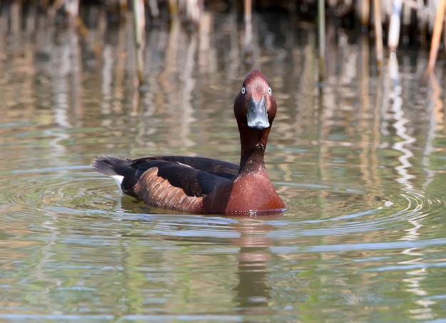 Un primer plano de pato ferruginoso