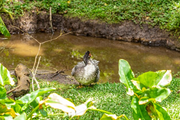 Primer plano de un pato en la granja