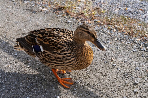 Foto un primer plano de un pato gris de pie en el asfalto