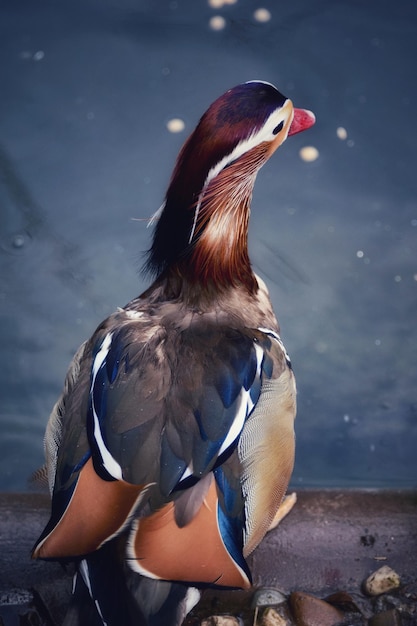 Primer plano de un pato en un lago