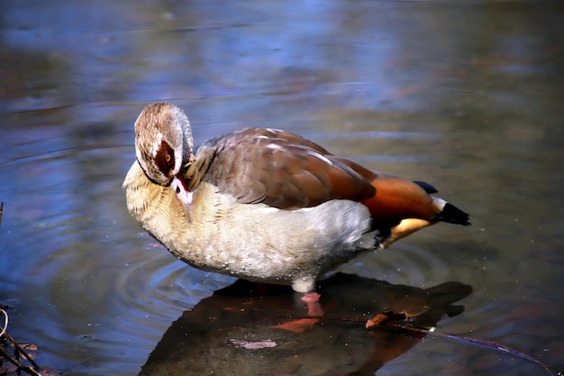 Foto primer plano de un pato en un lago