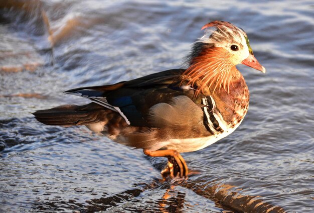 Primer plano de un pato en un lago