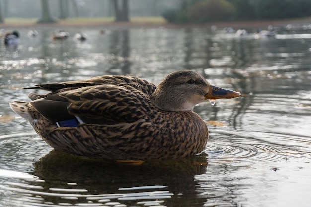 Primer plano de un pato mallardo nadando en un lago