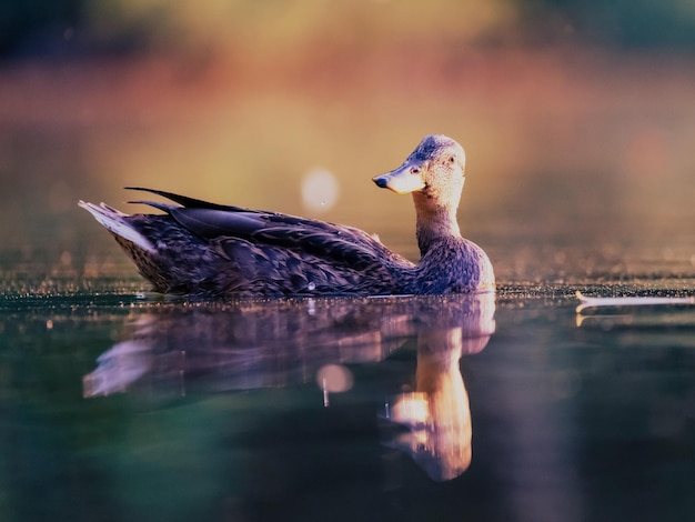 Primer plano de un pato nadando en un lago