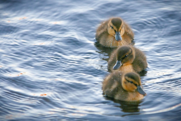 Foto primer plano de un pato nadando en un lago