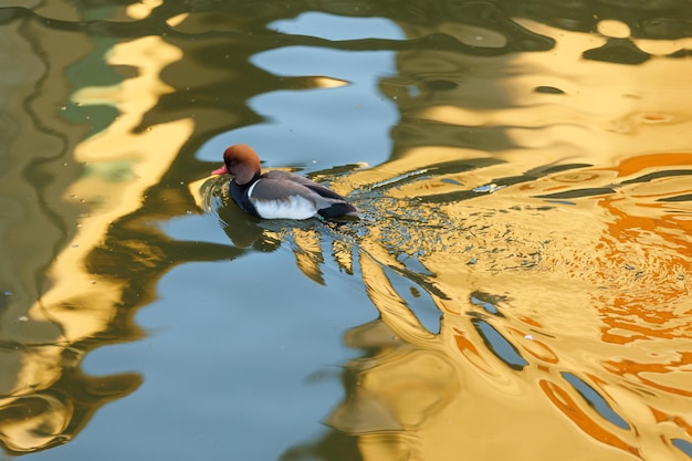 Foto primer plano de un pato nadando en un lago