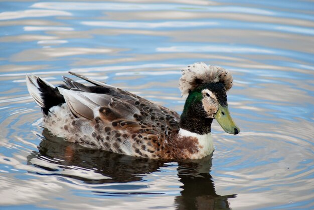 Foto primer plano de un pato nadando en un lago