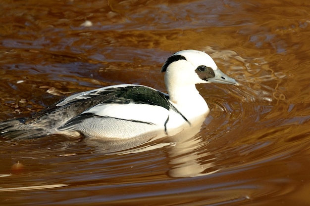 Foto primer plano de un pato nadando en un lago