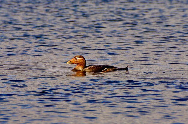 Primer plano de un pato nadando en un lago