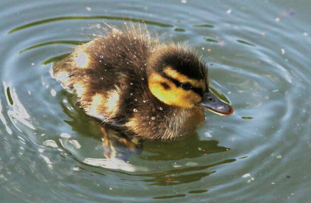 Foto primer plano de un pato nadando en un lago