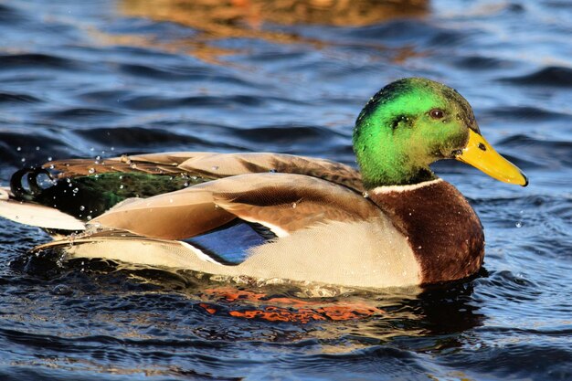 Foto primer plano de un pato nadando en un lago