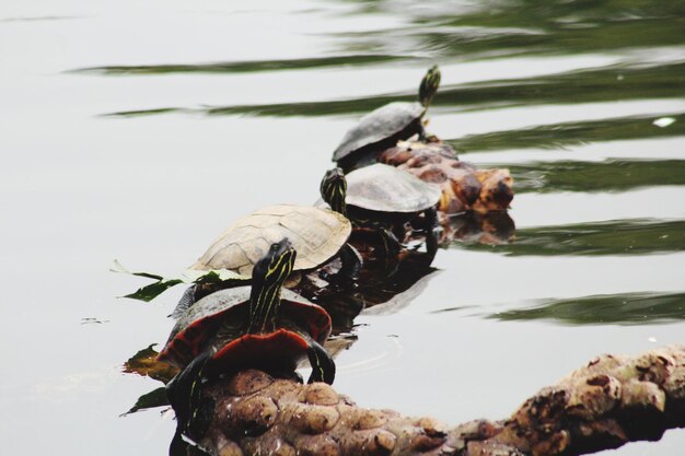 Foto primer plano de un pato nadando en un lago