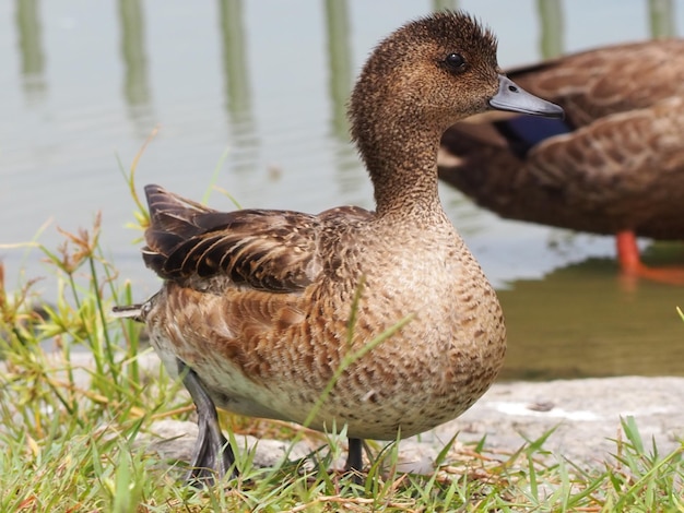 Primer plano de un pato en la orilla del lago