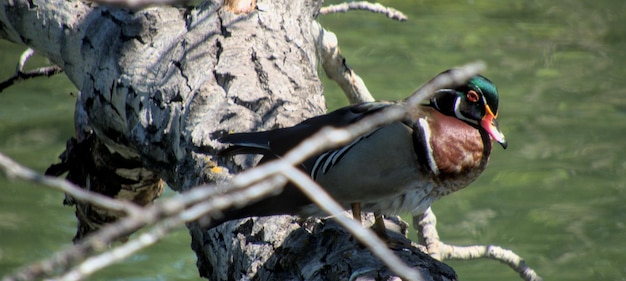 Foto primer plano de un pato posado en un árbol inglewood santuario de aves calgary canadá