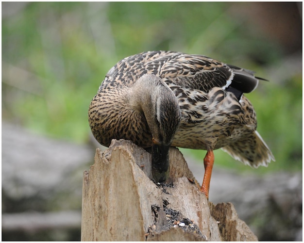 Foto primer plano de un pato posado en un poste de madera