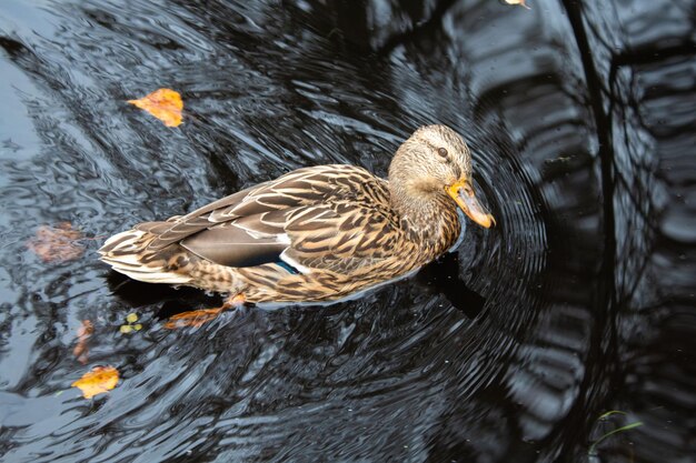 Primer plano de un pato salvaje en el lago.