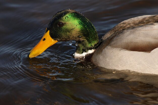 Primer plano de un pato salvaje nadando en un lago