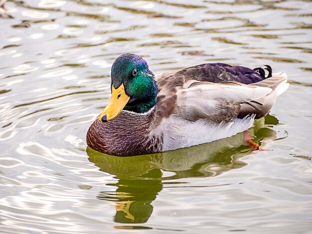 Un primer plano de un pato salvaje