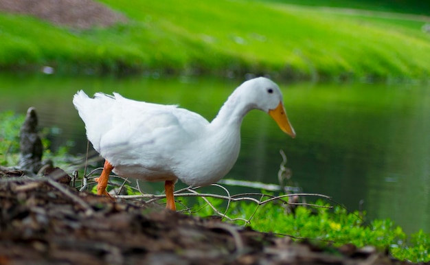 Primer plano del pato