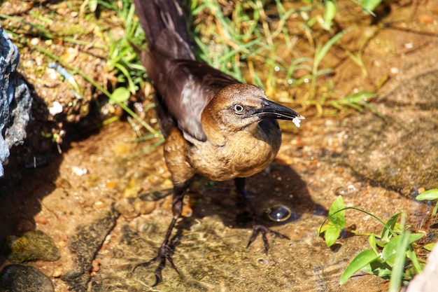 Foto primer plano del pato