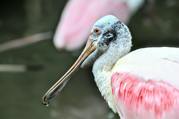 Foto primer plano del pato