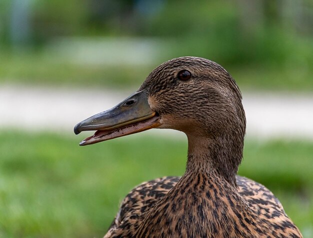 Foto primer plano del pato