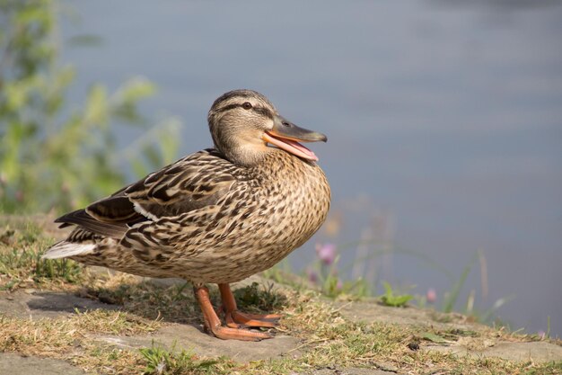 Un primer plano de un pato