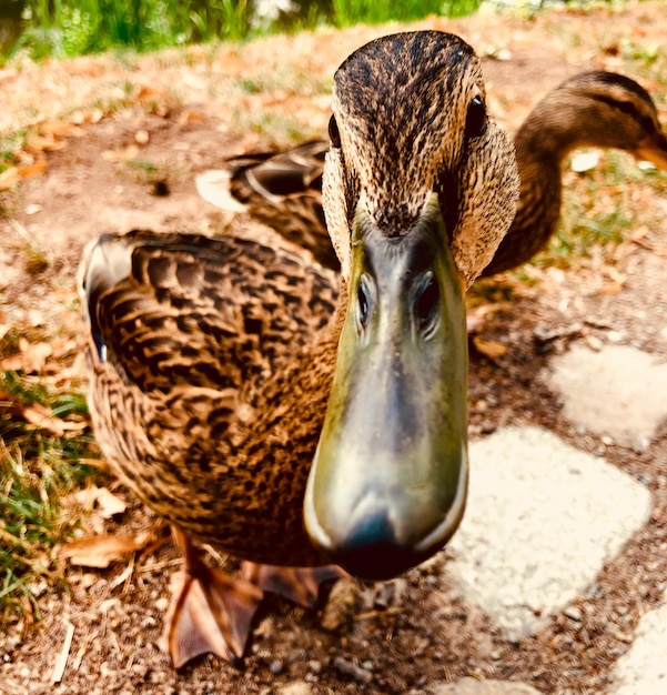 Foto un primer plano de un pato