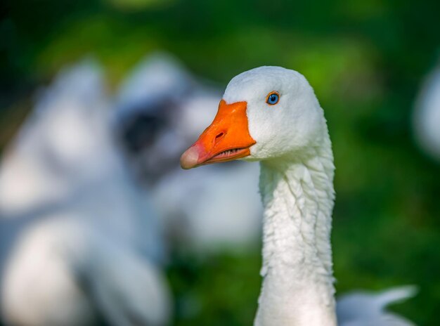 Un primer plano de un pato