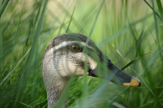 Foto un primer plano de un pato