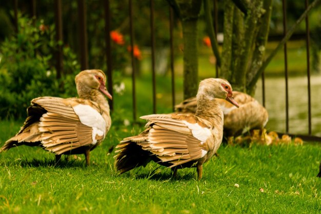 Foto primer plano de los patos en el campo