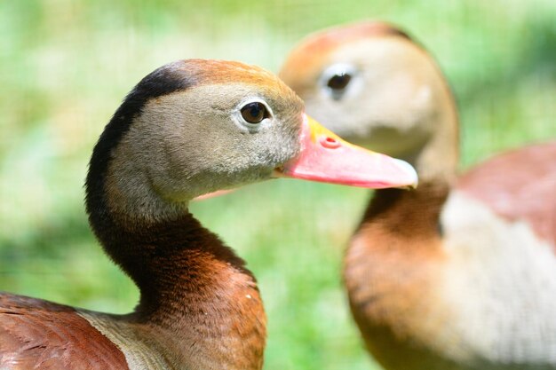 Primer plano de los patos en el campo