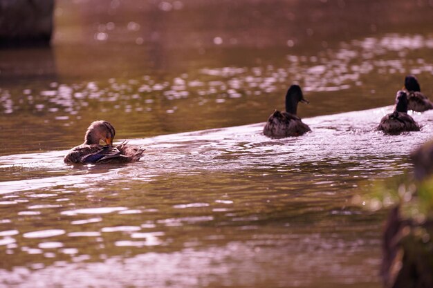 Foto primer plano de patos nadando en el lago