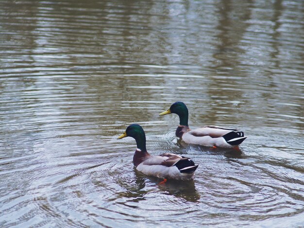 Primer plano de patos nadando en el lago