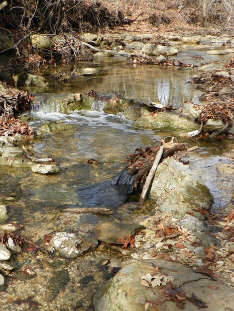 Primer plano de patos en una roca por un río