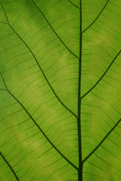 Primer plano patrón de hoja de esquina fondo vintage hojas verdes naturaleza Seleccione un enfoque específico